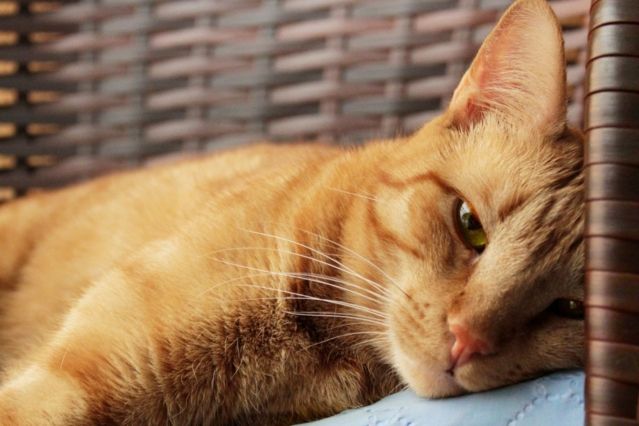 Das Vestibularsyndrom bei Katzen Wenn das Gleichgewicht ins Schwanken gerät  Aufmacher